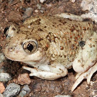 New Mexico Spadefoot Toad Facts and Pictures