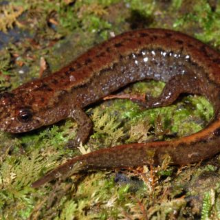 Northern Dusky Salamander Facts And Pictures