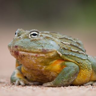 Desert Rain Frog Facts and Pictures