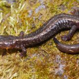 Jemez Mountain Salamander Facts and Pictures