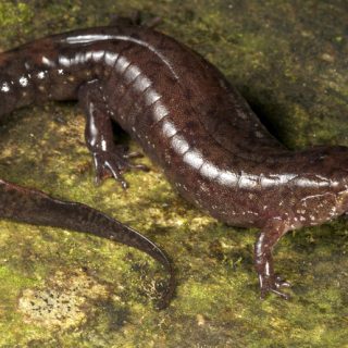 Salamanders: Facts and List of Different Types With Pictures