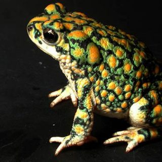 Sonoran Green Toad Facts and Pictures