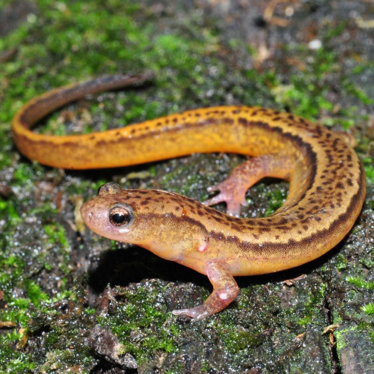 Salamanders Facts And List Of Different Types With Pictures