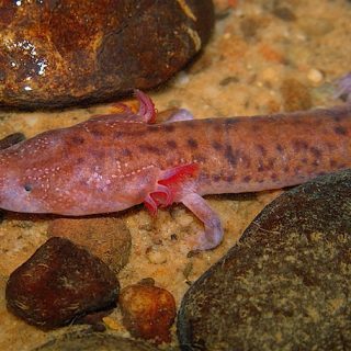 Tennessee Cave Salamander Facts and Pictures