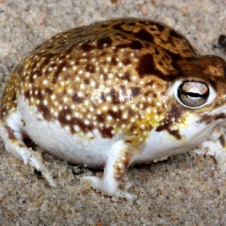 Desert Rain Frog Facts and Pictures