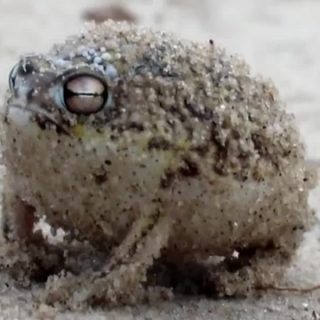 Desert Rain Frog Facts and Pictures