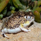 Desert Rain Frog Facts and Pictures