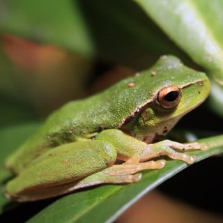 Leaf Green Tree Frog Facts and Pictures