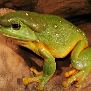 Uluguru Forest Tree Frog Facts and Pictures