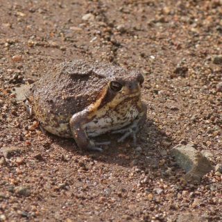 Bushveld Rain Frog Facts and Pictures