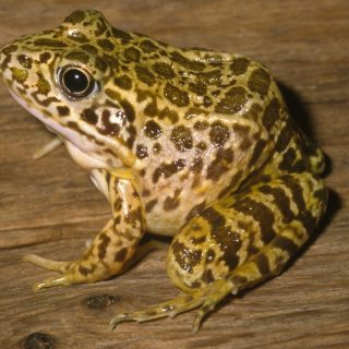 Crawfish Frog Facts and Pictures